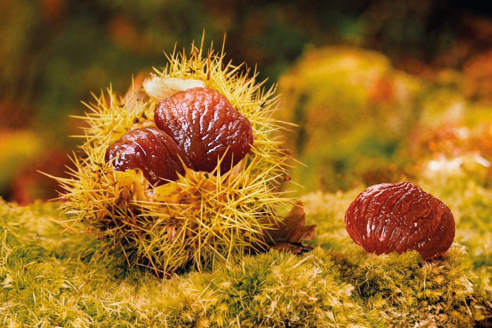 marrons glacés