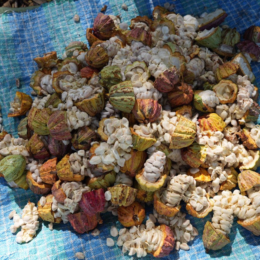 Sambirano 100% - Madagascar